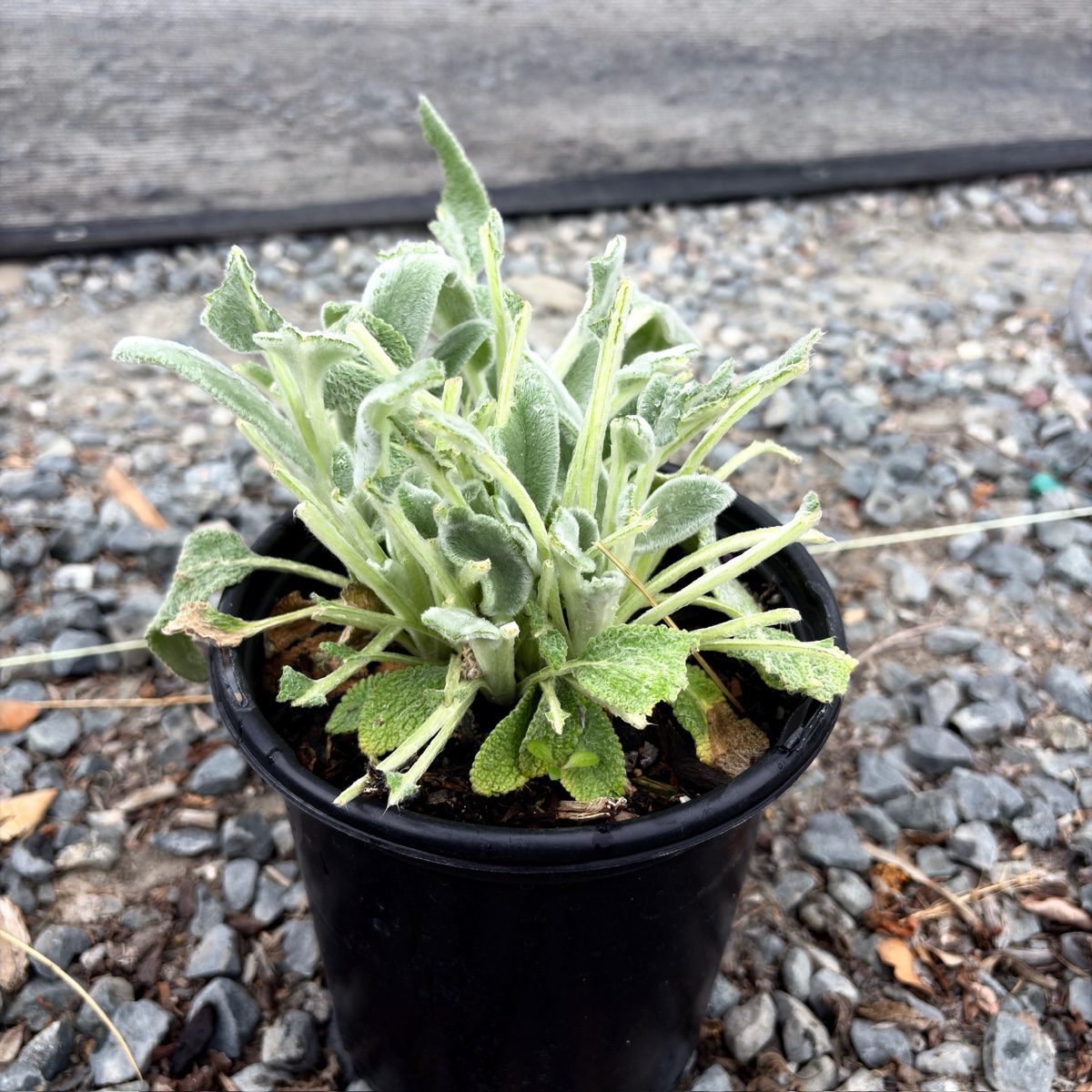 サンスベリア Lorentii silver (stopper) mutant rare Silver Carpet Lamb's Ear Groundcover | Stachys byzantina – Victory