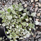 Potted Silver Falls Dichondra with green leaves on a gravel surface