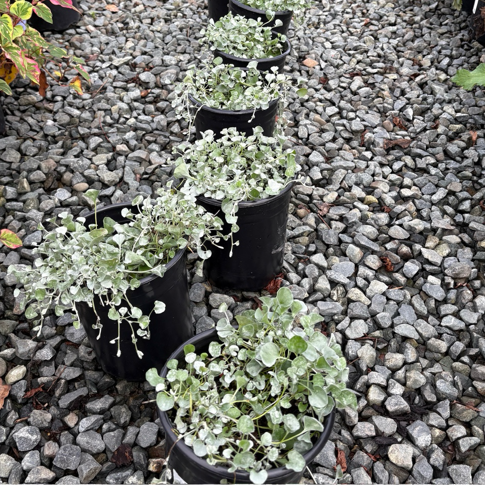 Potted Ponyfoot, Silver Nickel Vine, Silver Dichondra on a bed of small stones