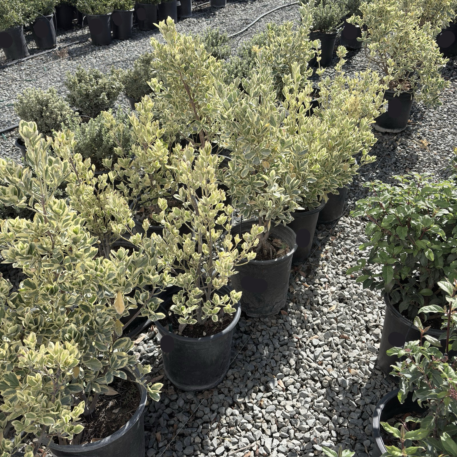 English Garden Plants for Bay Area Homes | Free Local Delivery