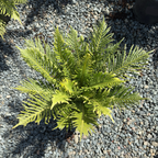 Silver Lady Fern