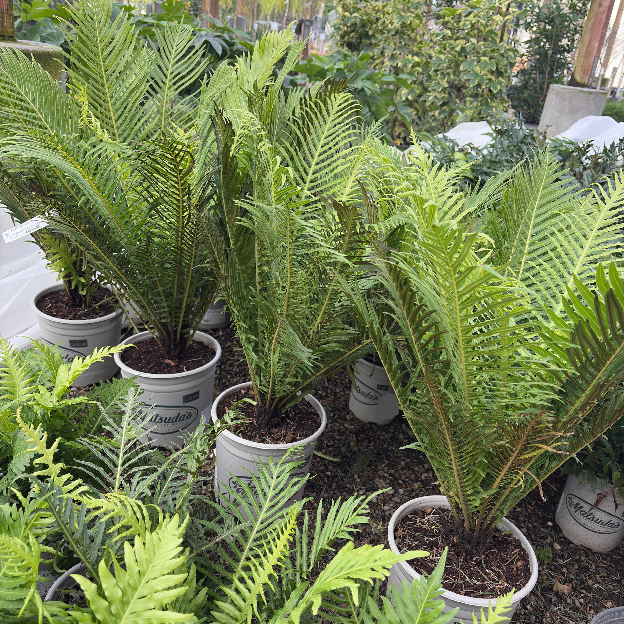 Silver Lady Fern