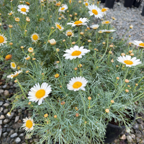 Silver Lady Marguerite Daisy | Soft White Flowering Perennial