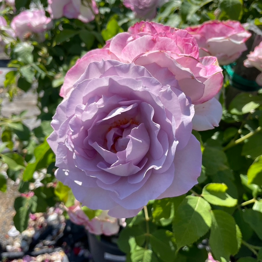 Silver Lining Floribunda Rose