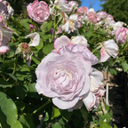 Silver Lining Floribunda Rose