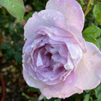 Silver Lining Floribunda Rose