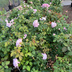 Silver Lining Floribunda Rose