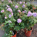 Silver Lining Floribunda Rose