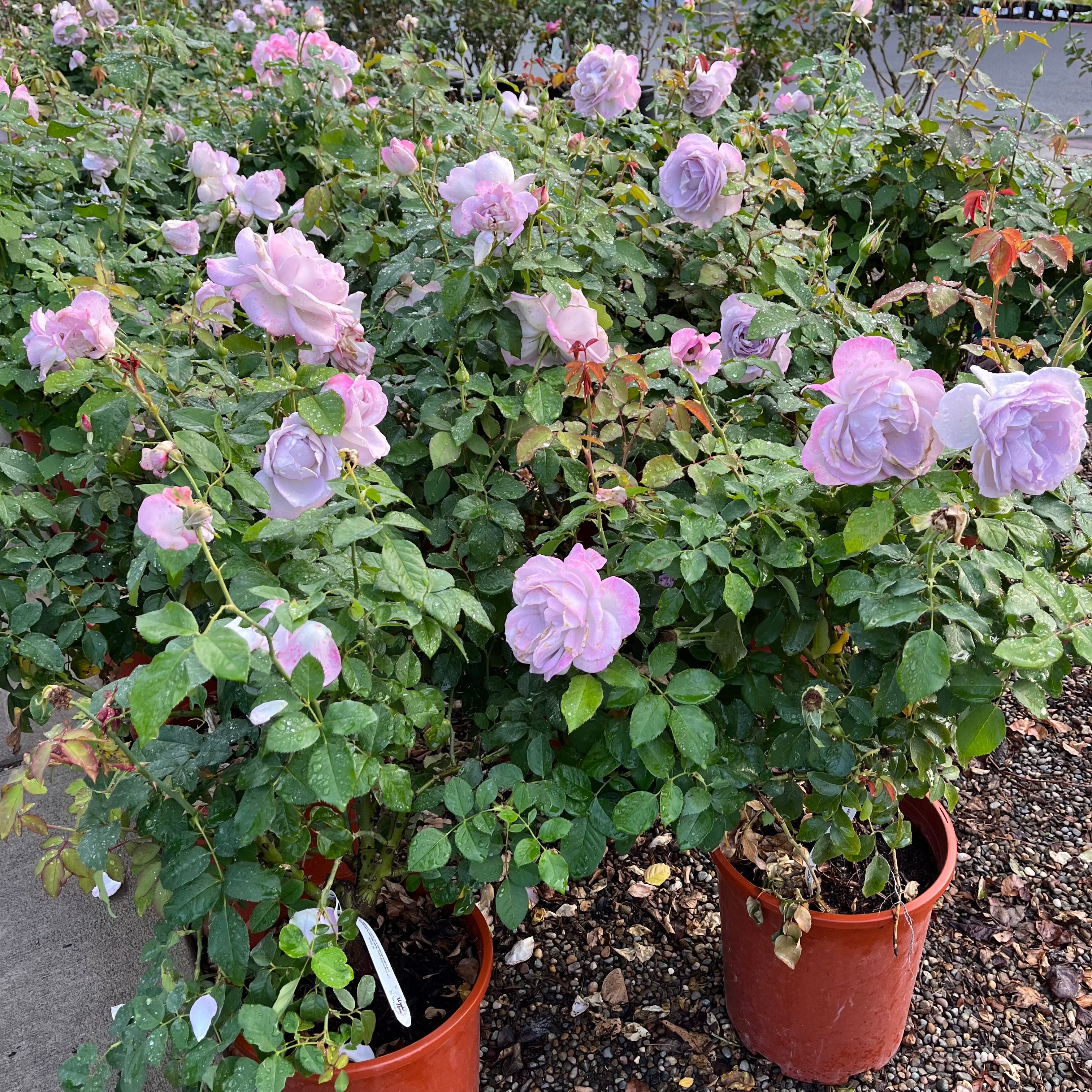 Silver Lining Floribunda Rose