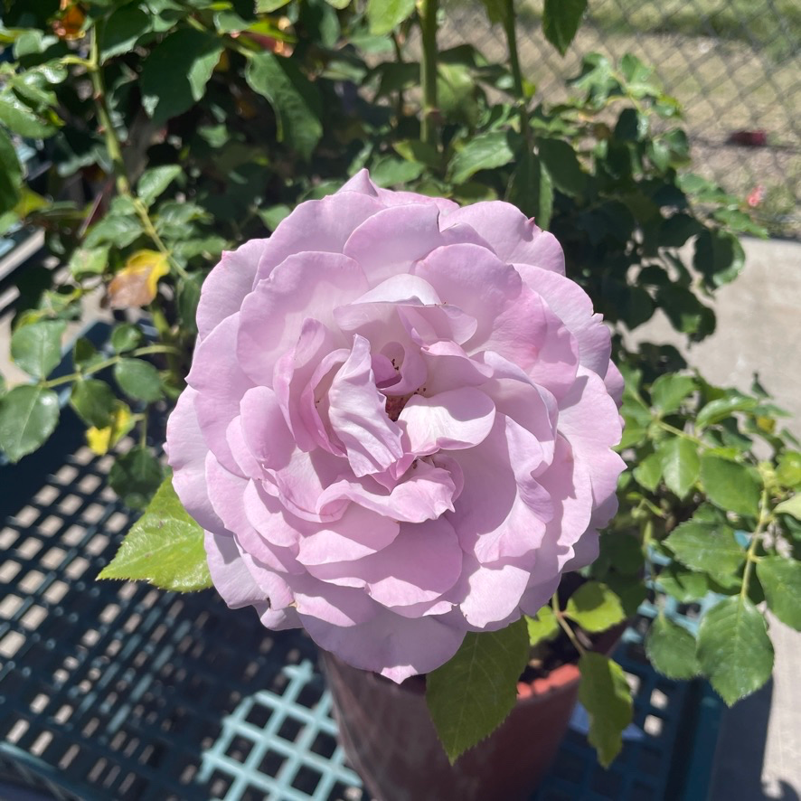 Silver Lining Floribunda Rose