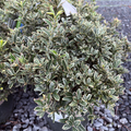 Silver Princess  Euonymus
