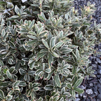 Silver Princess  Euonymus