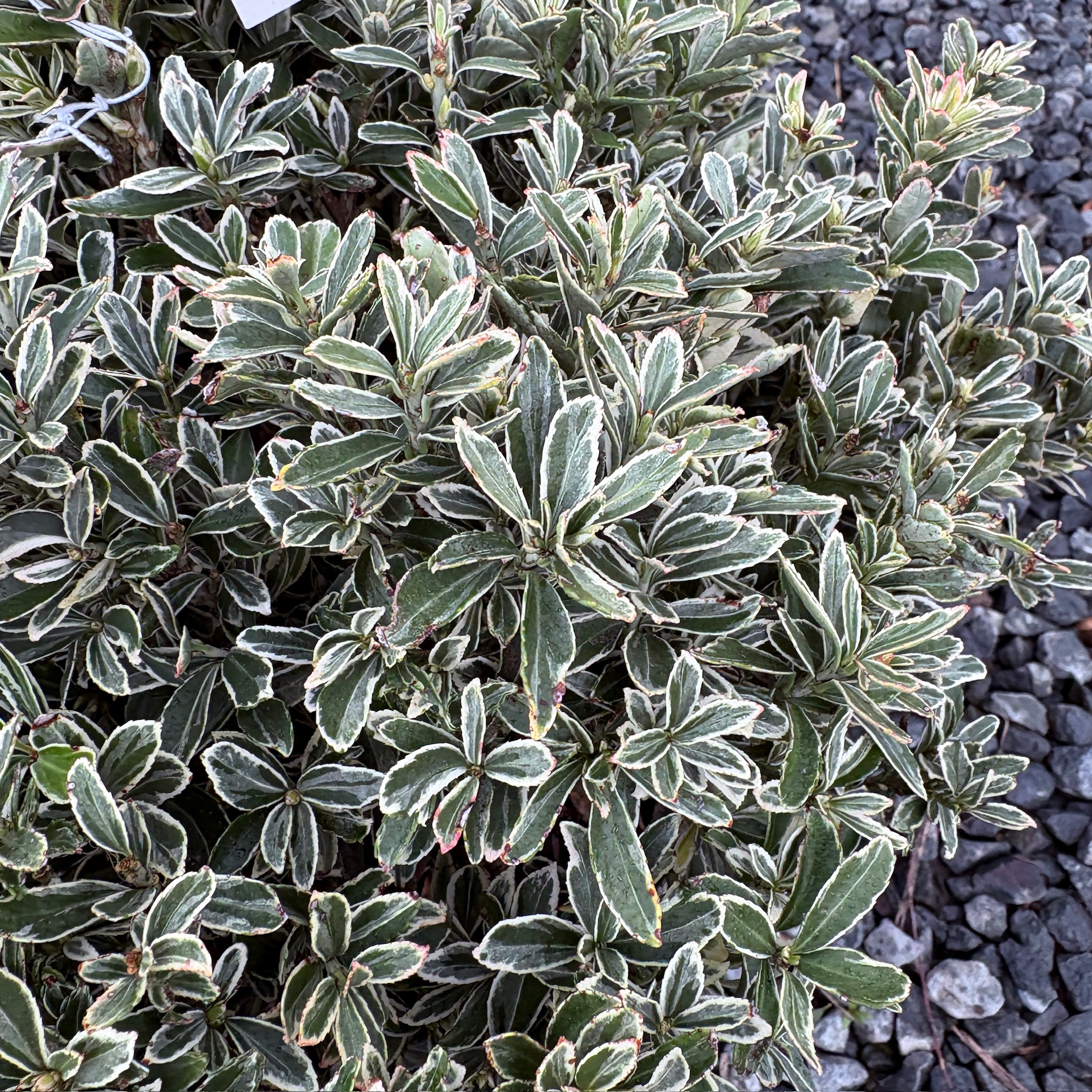 Silver Princess  Euonymus
