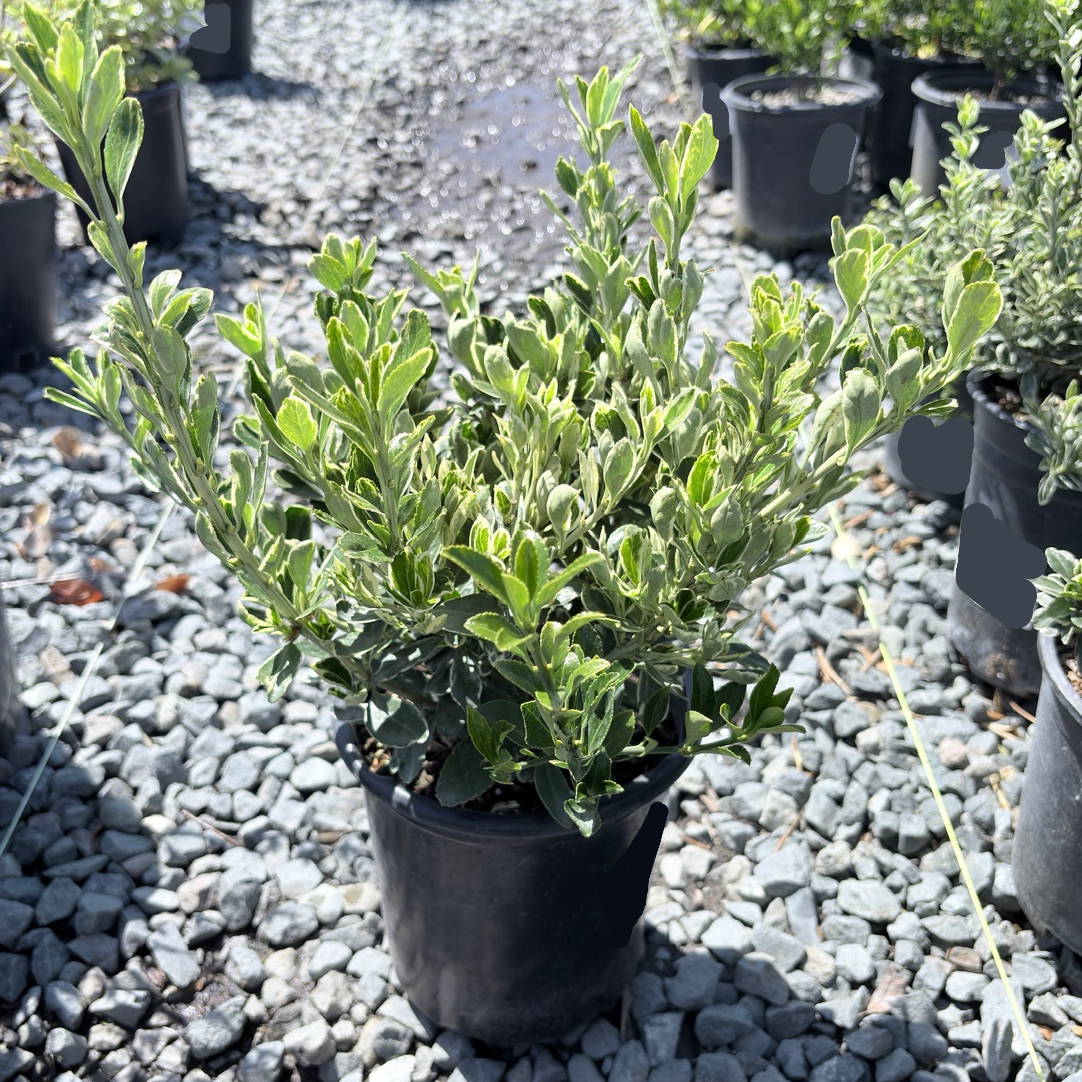 Silver Princess Euonymus