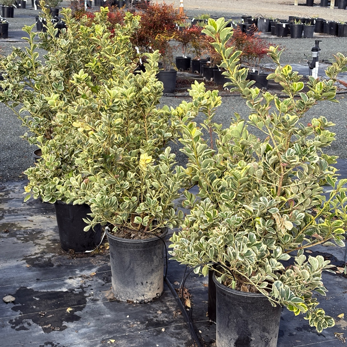 Silver Queen Euonymus