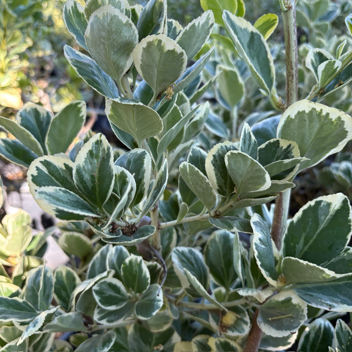 Silver Queen Euonymus