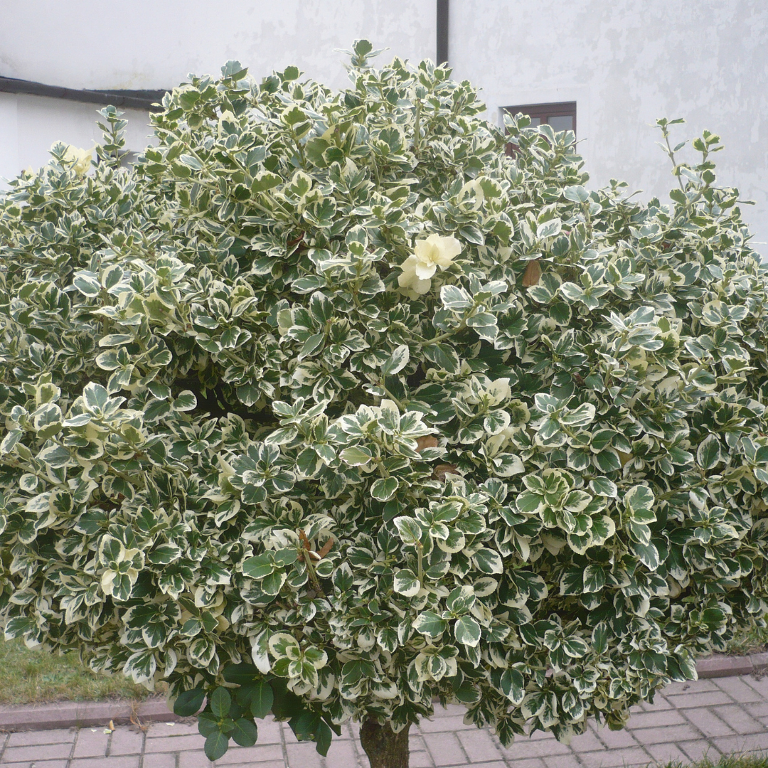 Silver Queen Euonymus