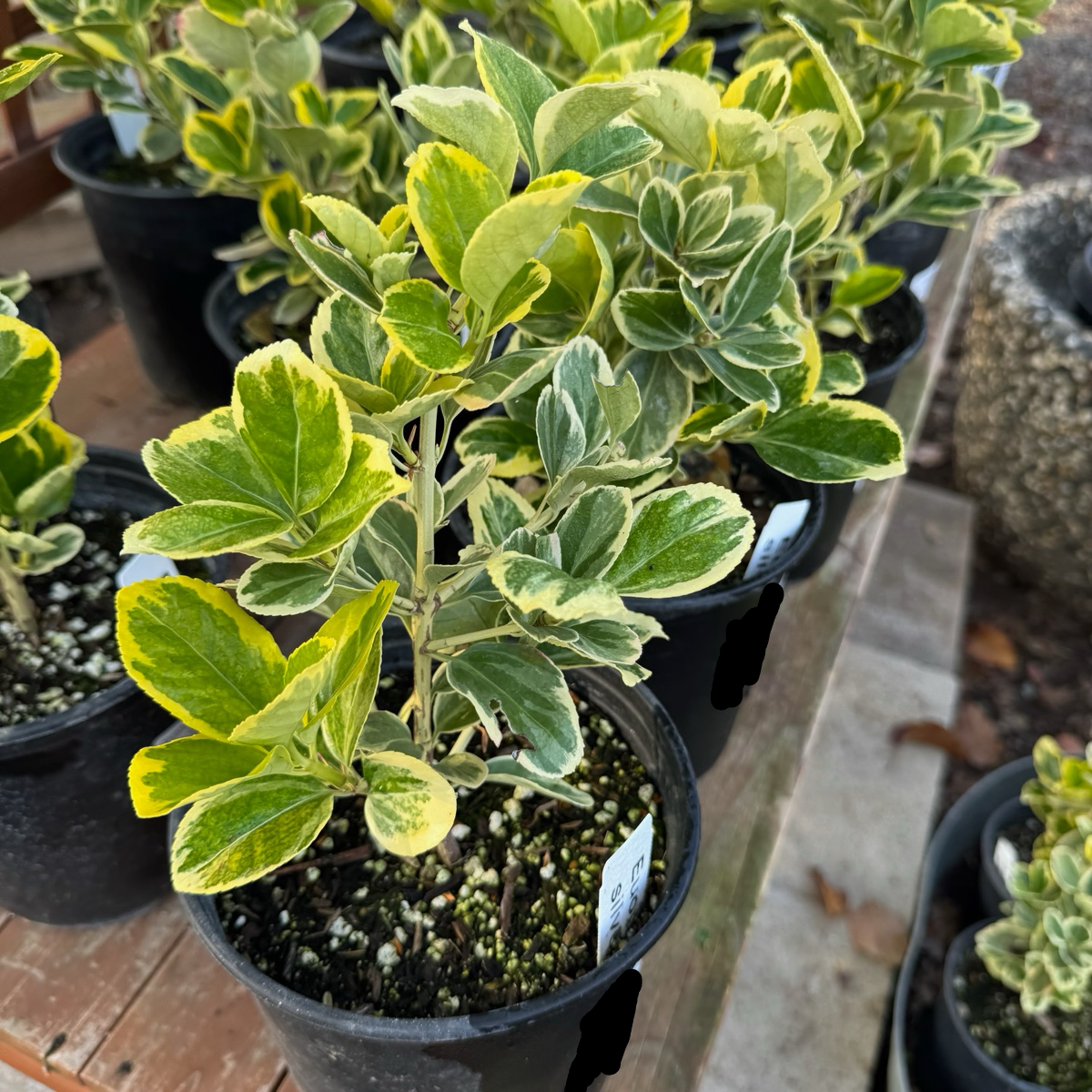 silver queen house plant Silver Queen Euonymus