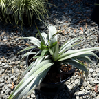 Silver Shadow Shore Astelia