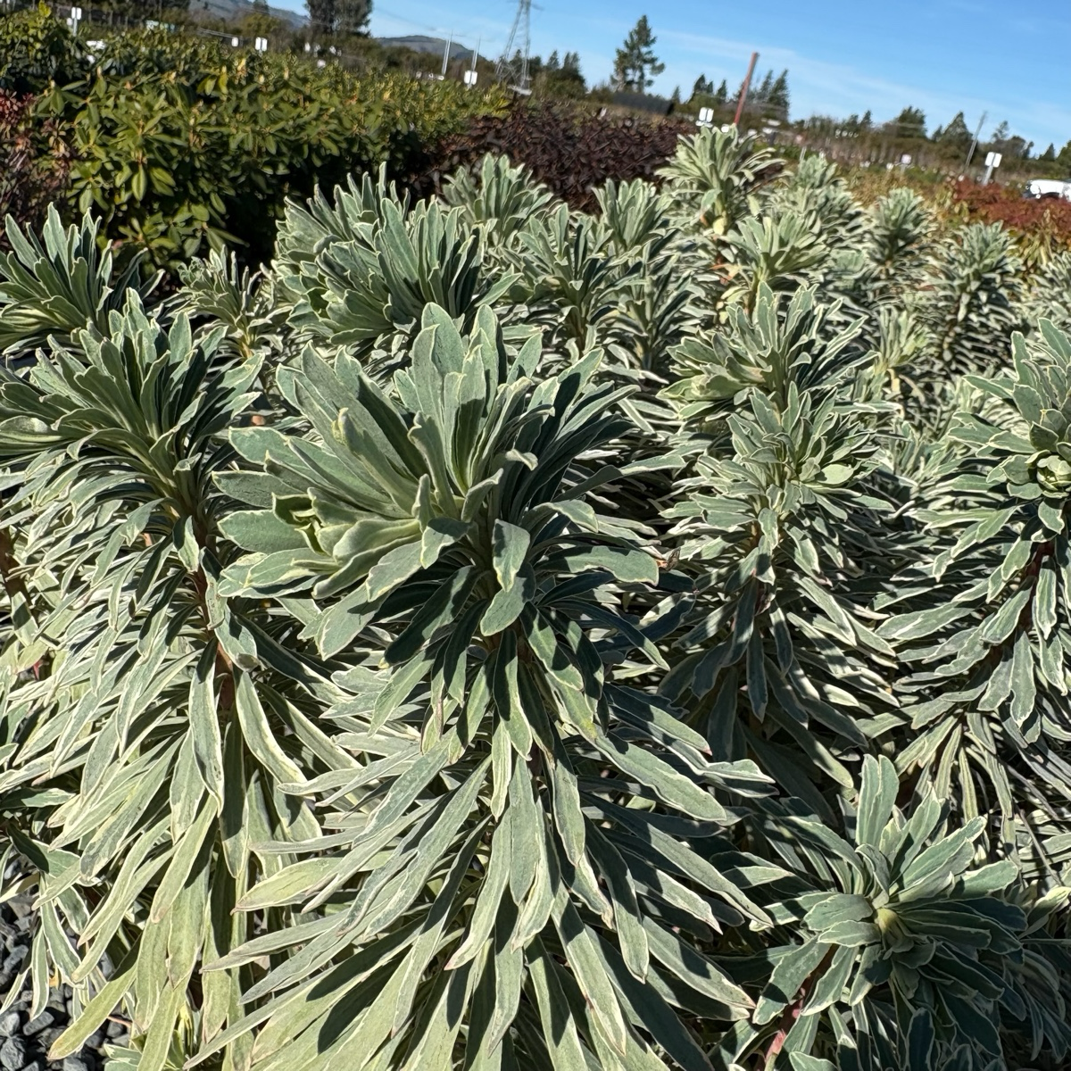Silver Swan Spurge