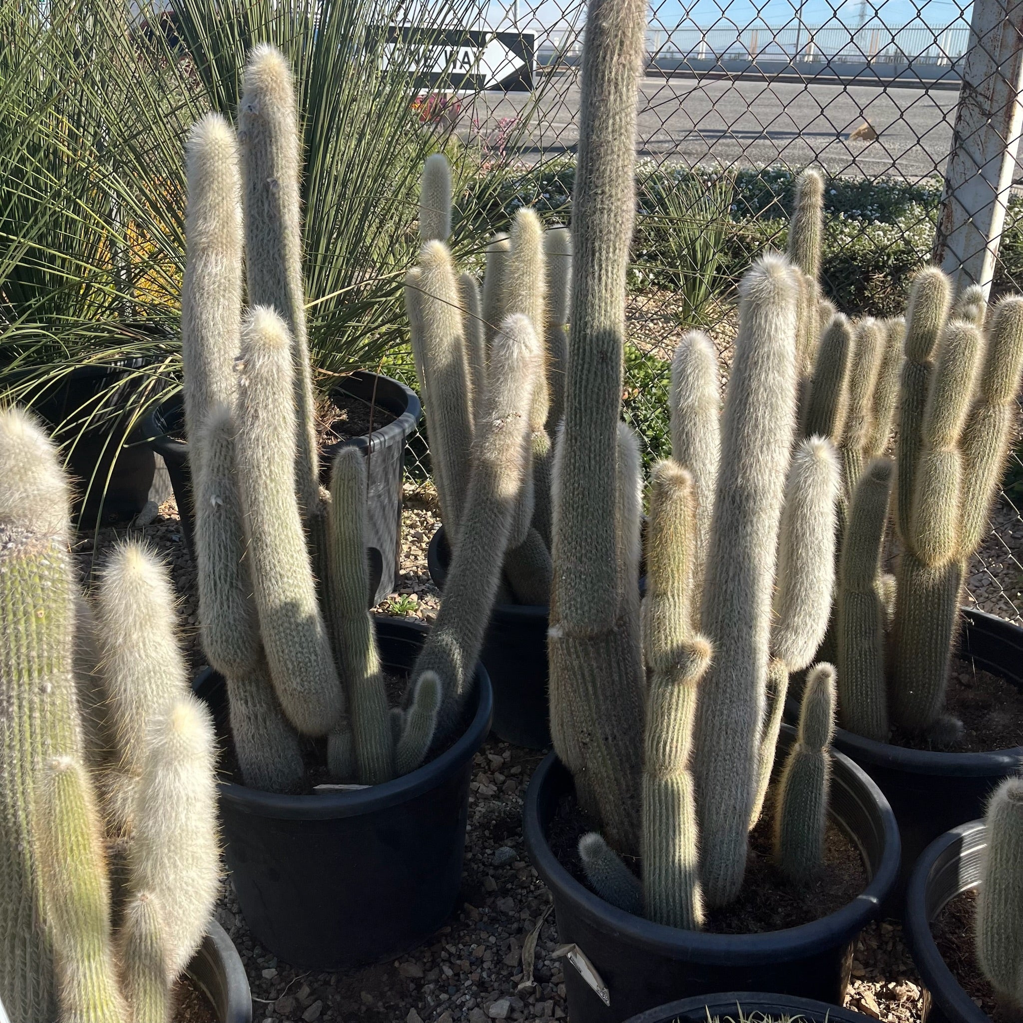 Silver Torch Cactus