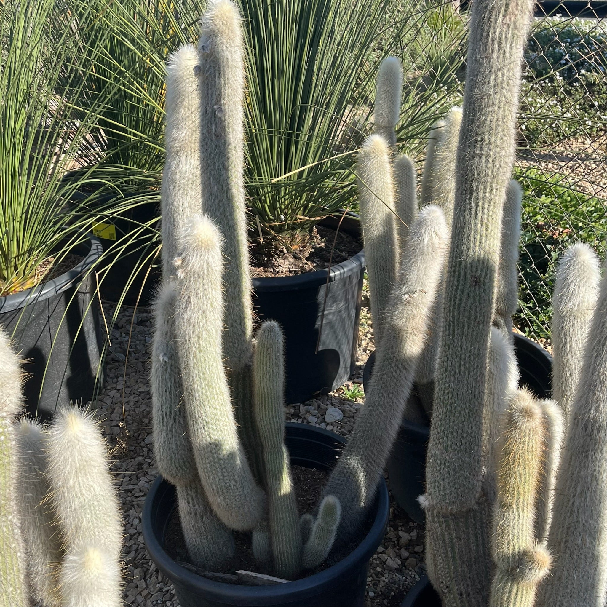 Silver Torch Cactus