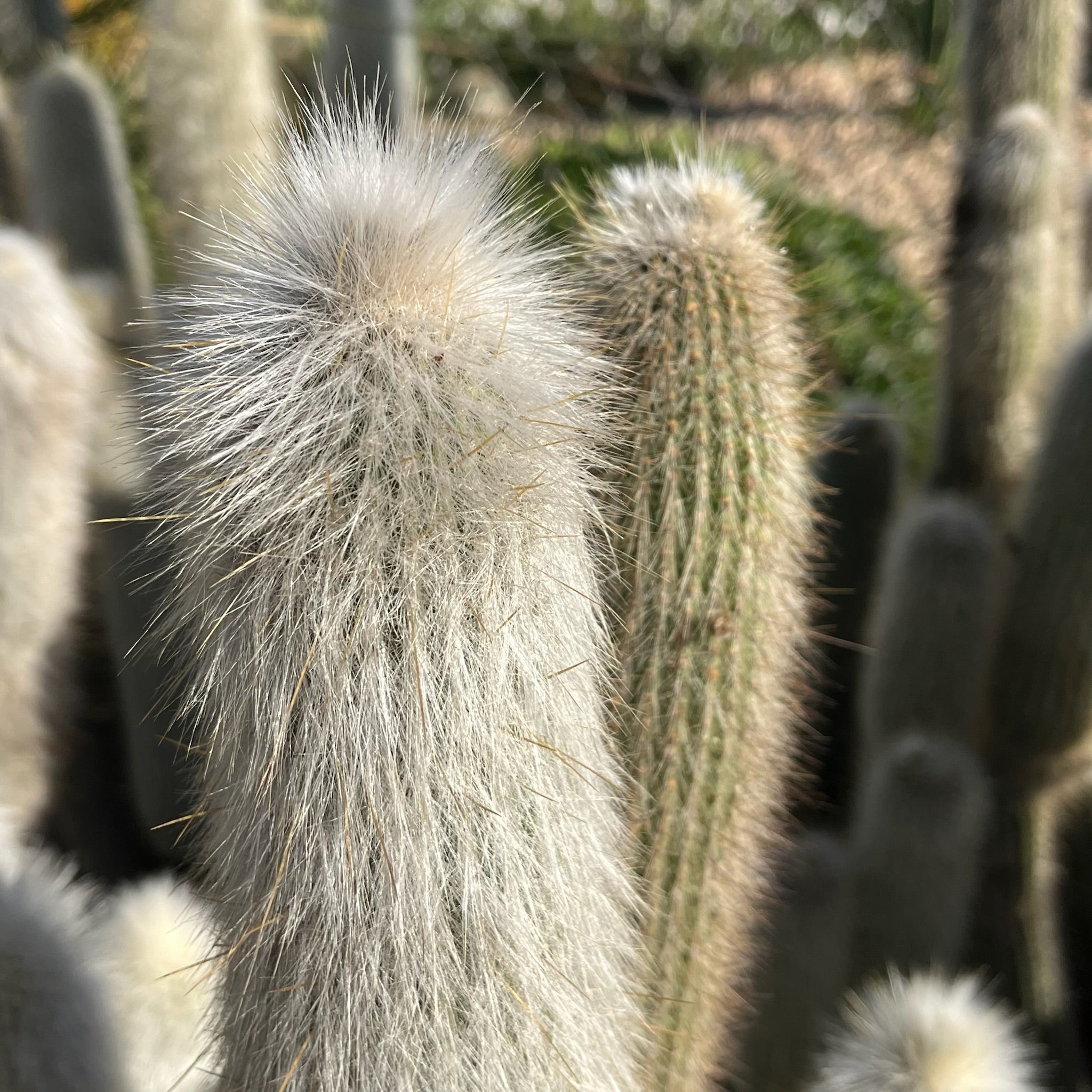 Silver Torch Cactus
