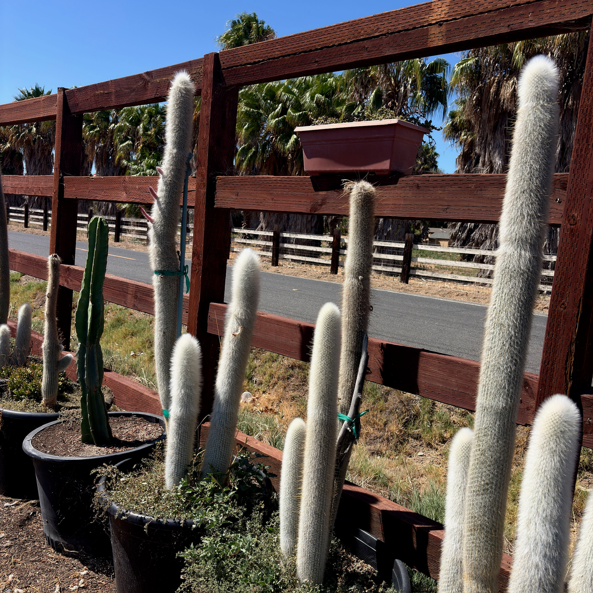 Silver Torch Cactus