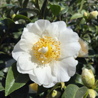 Silver Waves Camellia