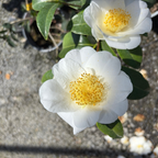Silver Waves Camellia