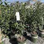 Silver Waves Camellia