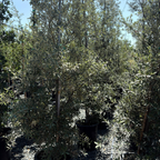 Silverleaf Oak