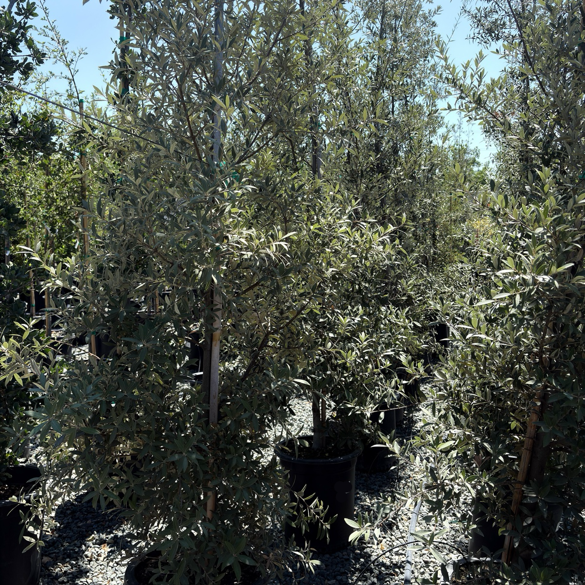 Silverleaf Oak