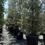 Silverleaf Oak