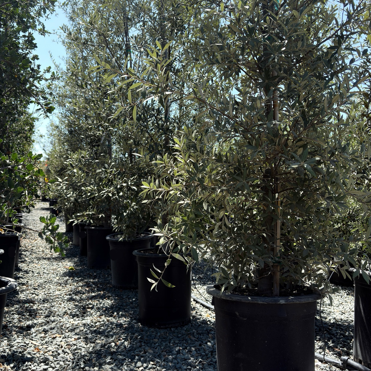 Silverleaf Oak