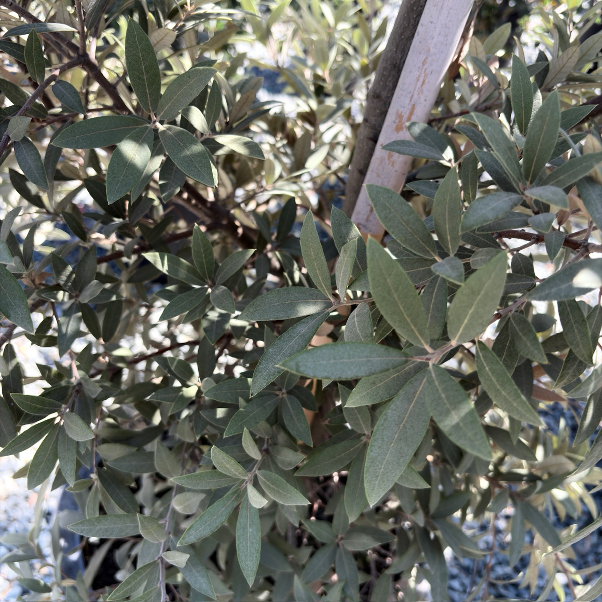 Silverleaf Oak