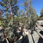 Silverleaf Oak