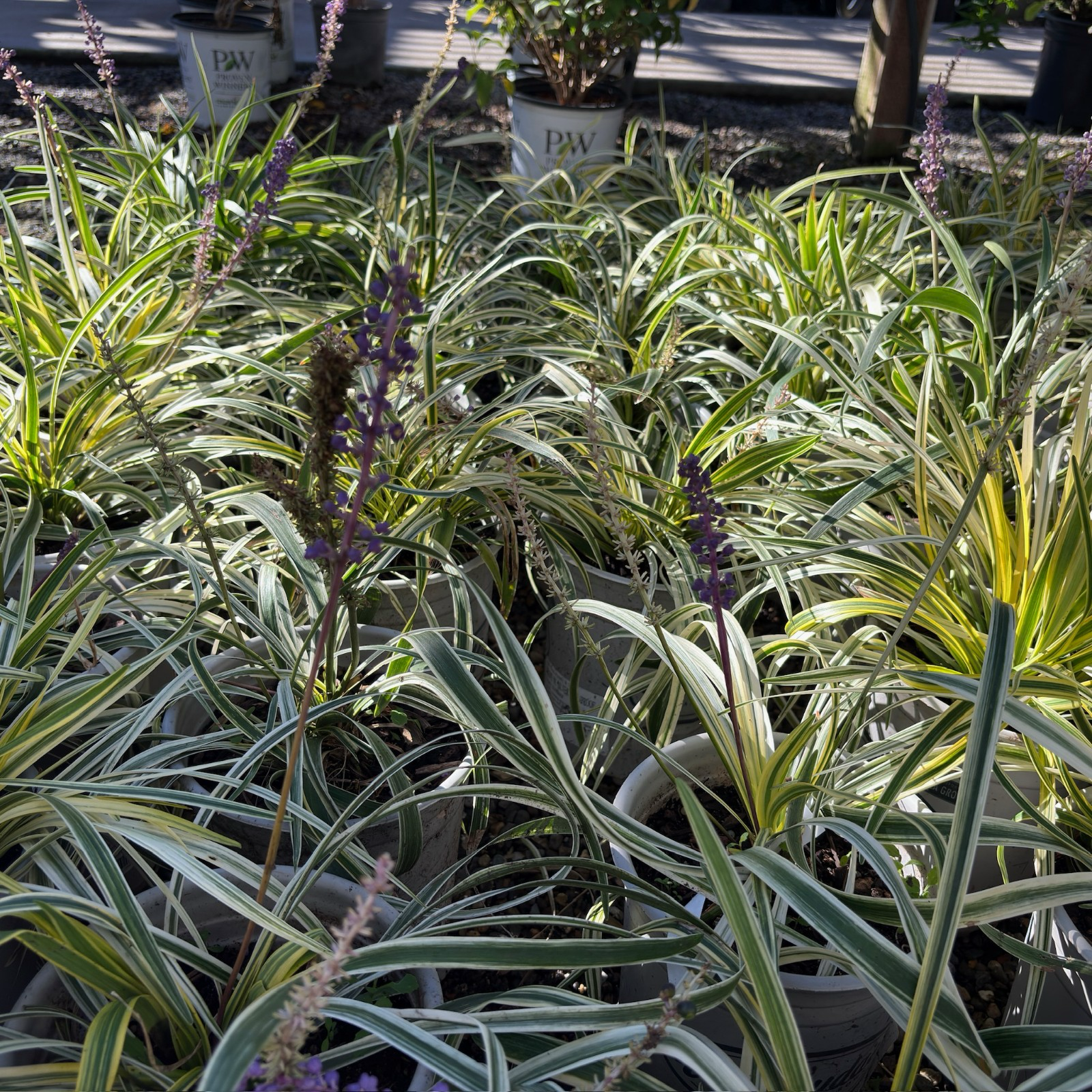 Silvery Sunproof Lily Turf
