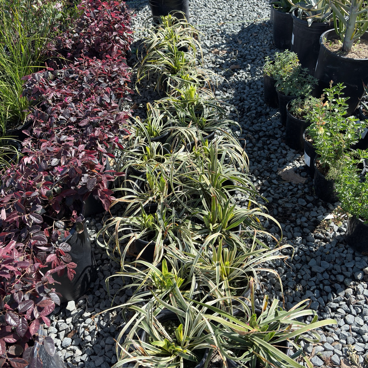 Silvery Sunproof Lily Turf