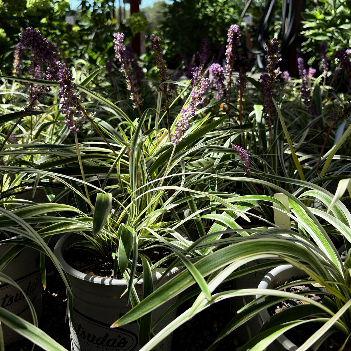 lily turf plant indoor Silvery Sunproof Lily Turf Ground Cover