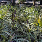 Silvery Sunproof Lily Turf