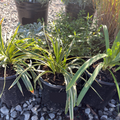 Silvery Sunproof Lily Turf