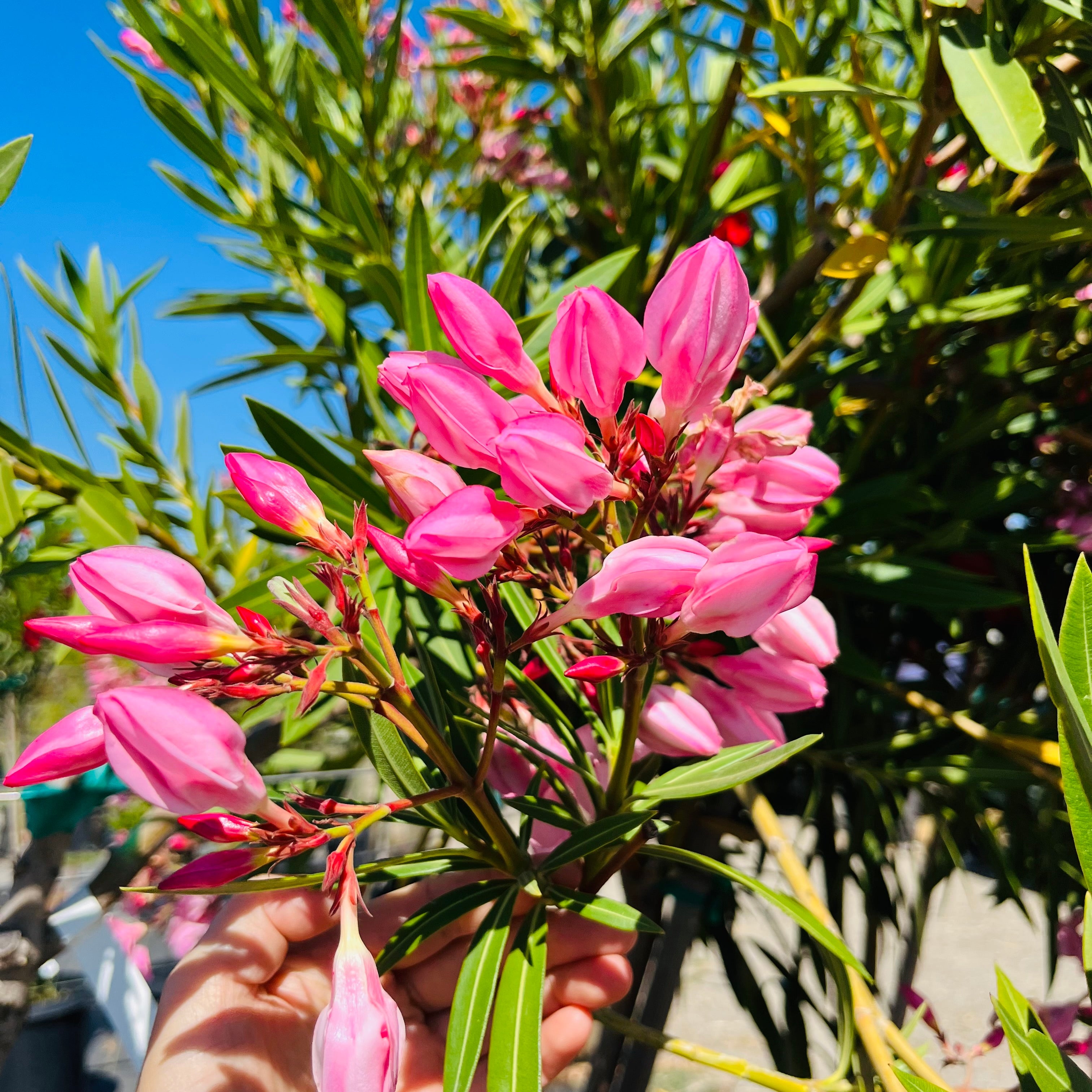 Single Pink Oleander