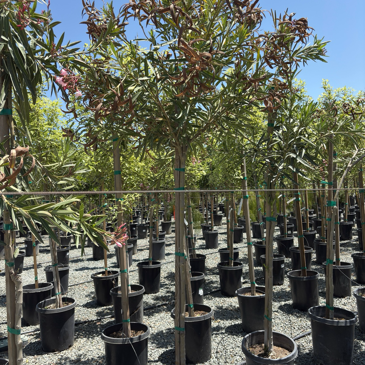 Single Pink Oleander