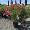 Single Pink Oleander