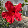 Red flower with green leaves on Single Red Hibiscus