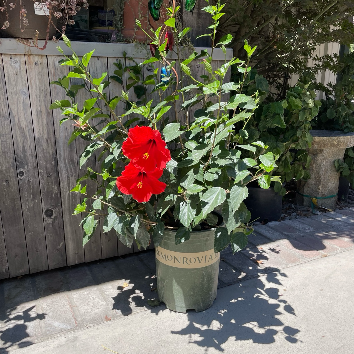 Potted Single Red Hibiscus plant with red flowers labeled 'Monrovia' on a concrete surface.