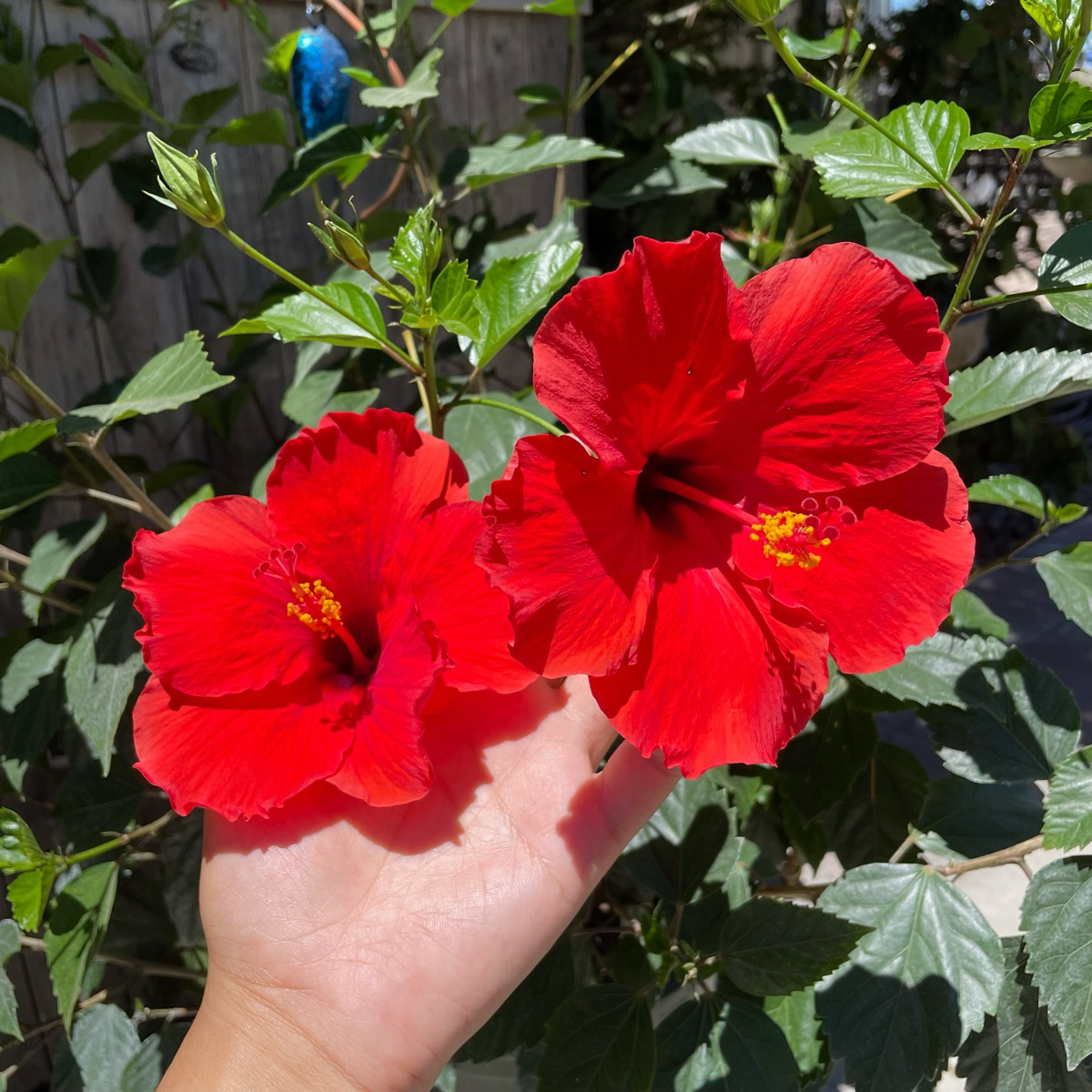Single Red Hibiscus flowers held by a hand with green leaves in the background
