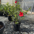 Potted Single Red Hibiscus plant with red flowers on a gravel surface