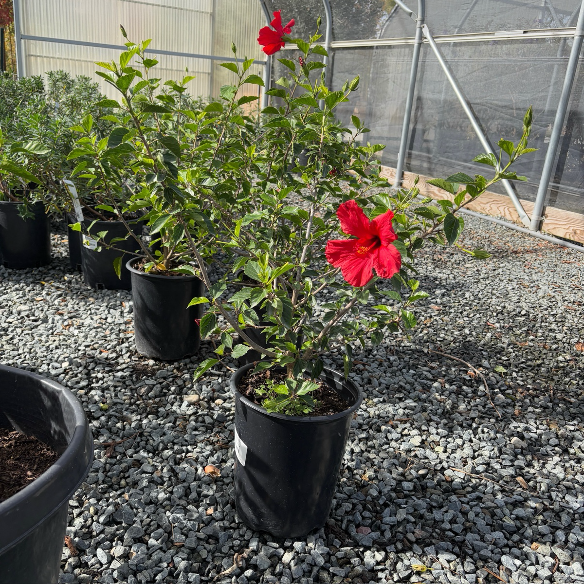 Potted Single Red Hibiscus plant with red flowers on a gravel surface